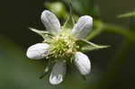 White avens